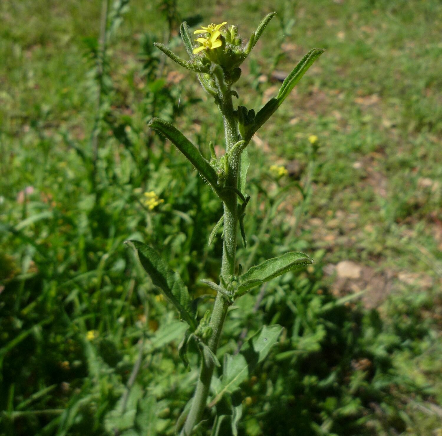 High Resolution Sisymbrium officinale Plant